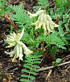 Astragalus crassicarpus var. trichocalyx thumbnail