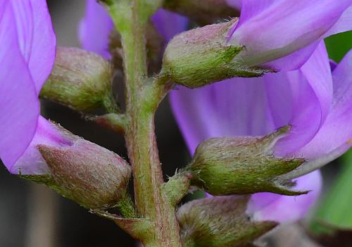 Astragalus_distortus_calyces.jpg