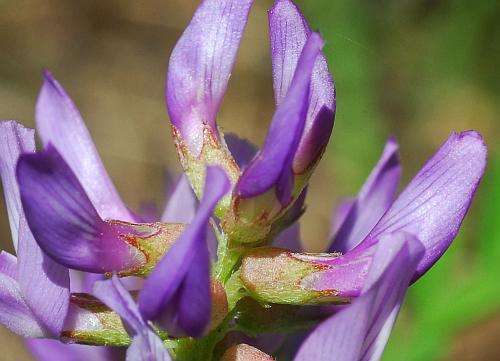 Astragalus_distortus_flowers.jpg