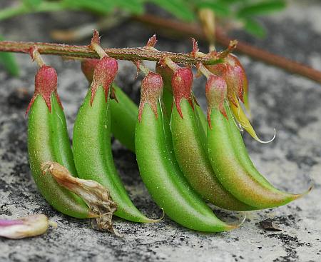 Astragalus_distortus_fruits.jpg