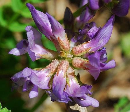 Astragalus_distortus_inflorescence2.jpg