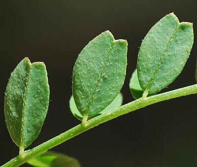 Astragalus_distortus_leaflets2.jpg