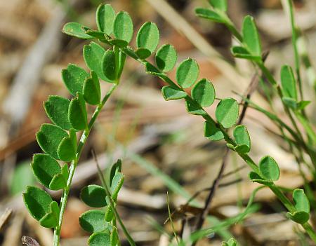Astragalus_distortus_leaves.jpg