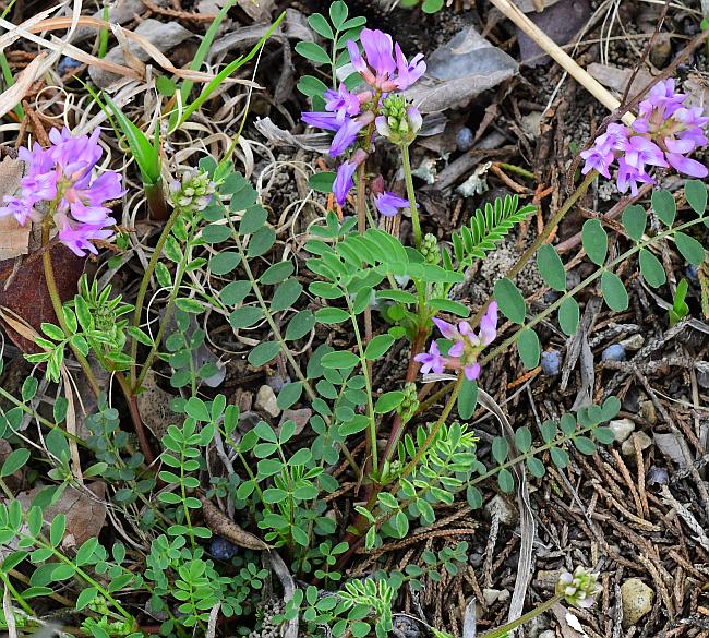 Astragalus_distortus_plant.jpg