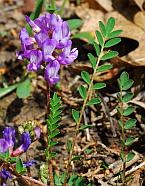 Astragalus distortus thumbnail