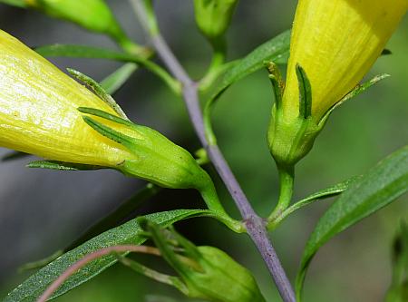 Aureolaria_flava_calcyes.jpg