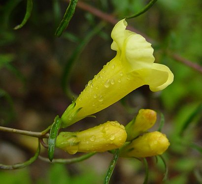 Aureolaria_flava_flower2.jpg