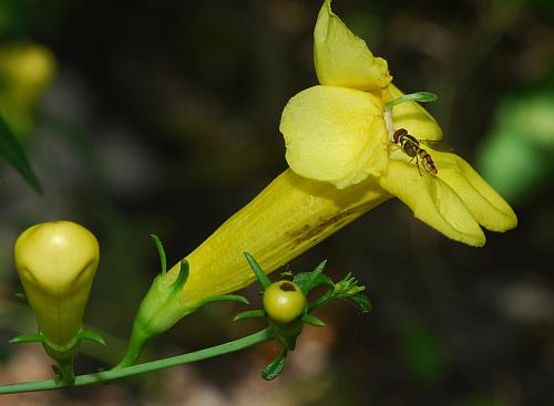 Aureolaria_flava_flower3.jpg