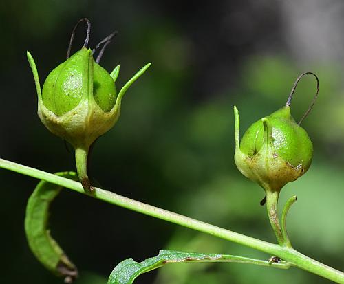 Aureolaria_flava_fruits.jpg