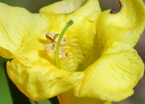 Aureolaria_flava_functional.jpg