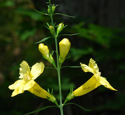 Aureolaria_flava_inflorescence.jpg