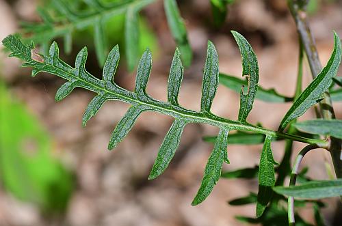 Aureolaria_flava_leaf1.jpg