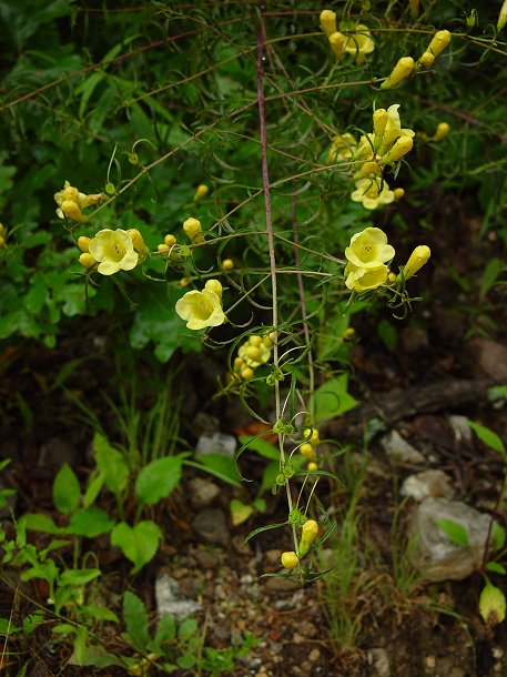 Aureolaria_flava_plant.jpg