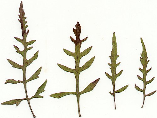 Aureolaria_flava_pressed_leaves.jpg