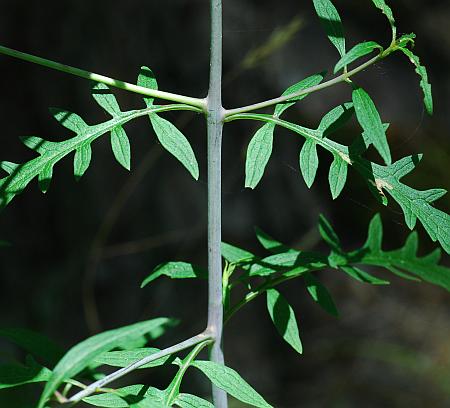 Aureolaria_flava_stem.jpg