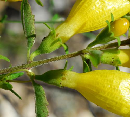 Aureolaria_grandiflora_calyx2.jpg