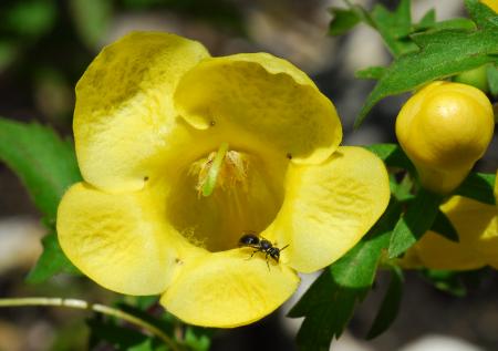 Aureolaria_grandiflora_flower2.jpg