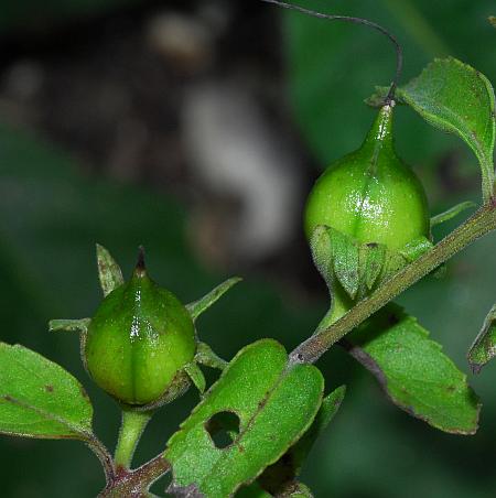 Aureolaria_grandiflora_fruits.jpg