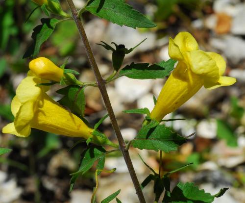 Aureolaria_grandiflora_inflorescence.jpg