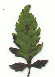 Aureolaria_grandiflora_leaf.jpg