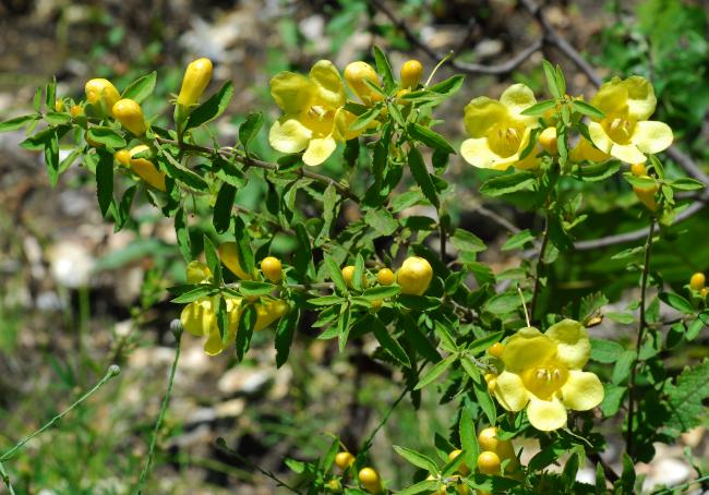 Aureolaria_grandiflora_plant2.jpg