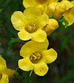 Aureolaria grandiflora thumbnail