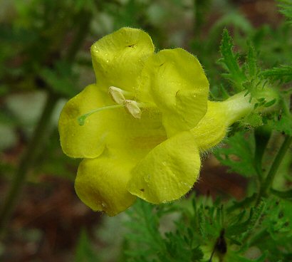 Aureolaria_pectinata_flower.jpg