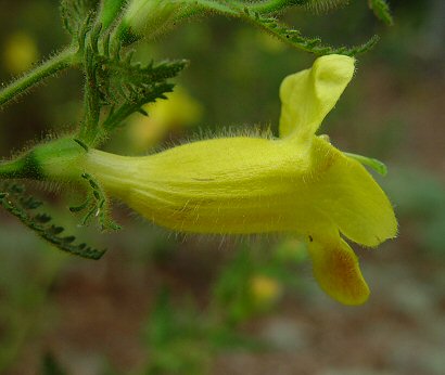 Aureolaria_pectinata_flower_tube.jpg