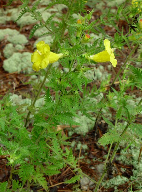 Aureolaria_pectinata_plant.jpg