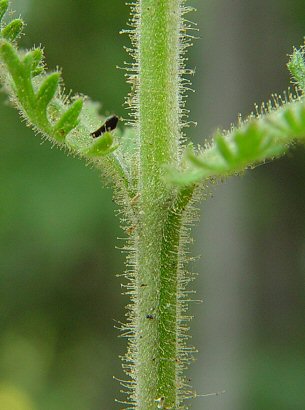 Aureolaria_pectinata_stem.jpg