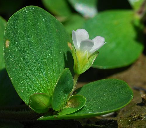 Bacopa_rotundifolia_calyx.jpg