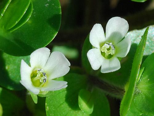 Bacopa_rotundifolia_flowers.jpg