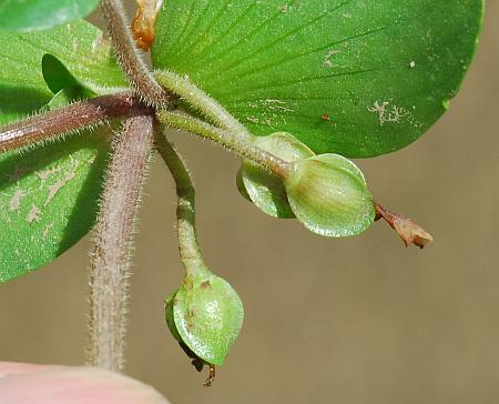 Bacopa_rotundifolia_fruits.jpg