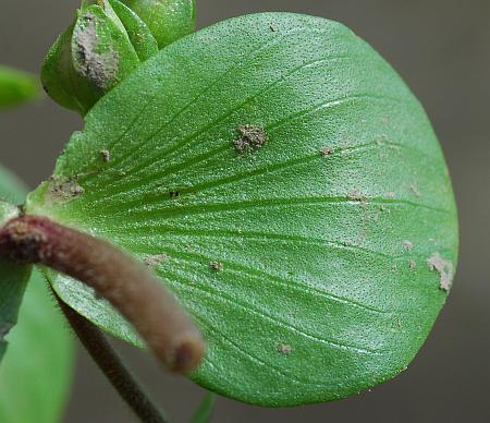 Bacopa_rotundifolia_leaf2.jpg