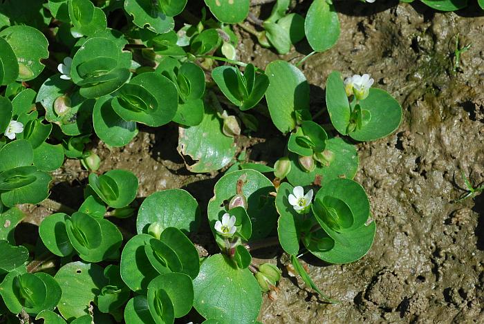 Bacopa_rotundifolia_plant.jpg