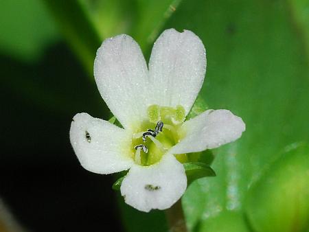 Bacopa_rotundifolia_stamens.jpg