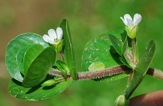 Bacopa_rotundifolia_stem.jpg