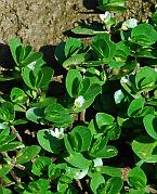 Bacopa rotundifolia thumbnail