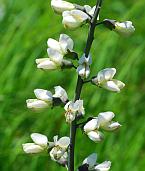 Baptisia alba thumbnail