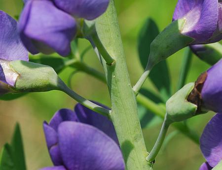 Baptisia_australis_calyces.jpg