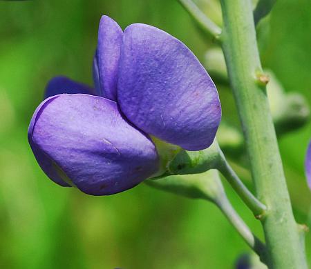 Baptisia_australis_flower.jpg