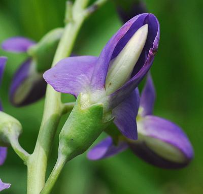 Baptisia_australis_flower2.jpg