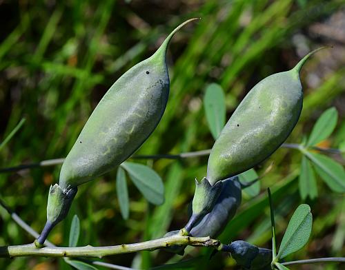 Baptisia_australis_fruits.jpg