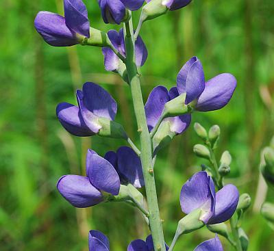 Baptisia_australis_inflorescence.jpg