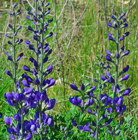 Baptisia_australis_inflorescences.jpg