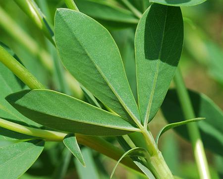 Baptisia_australis_leaf2.jpg