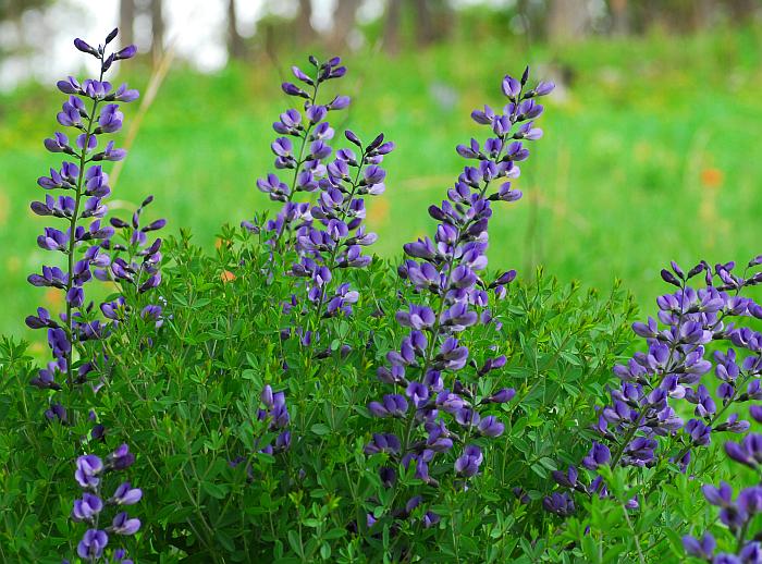 Baptisia_australis_plant.jpg