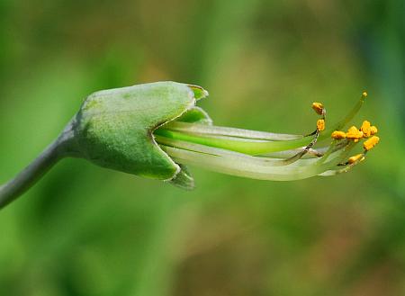 Baptisia_australis_stamens.jpg