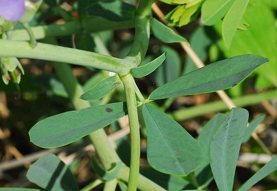 Baptisia_australis_stem.jpg