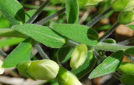 Baptisia_bracteata_bracts.jpg